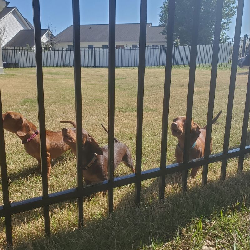 Dogs behind a Aluminum ornamental fence installed by Top Rail Fence