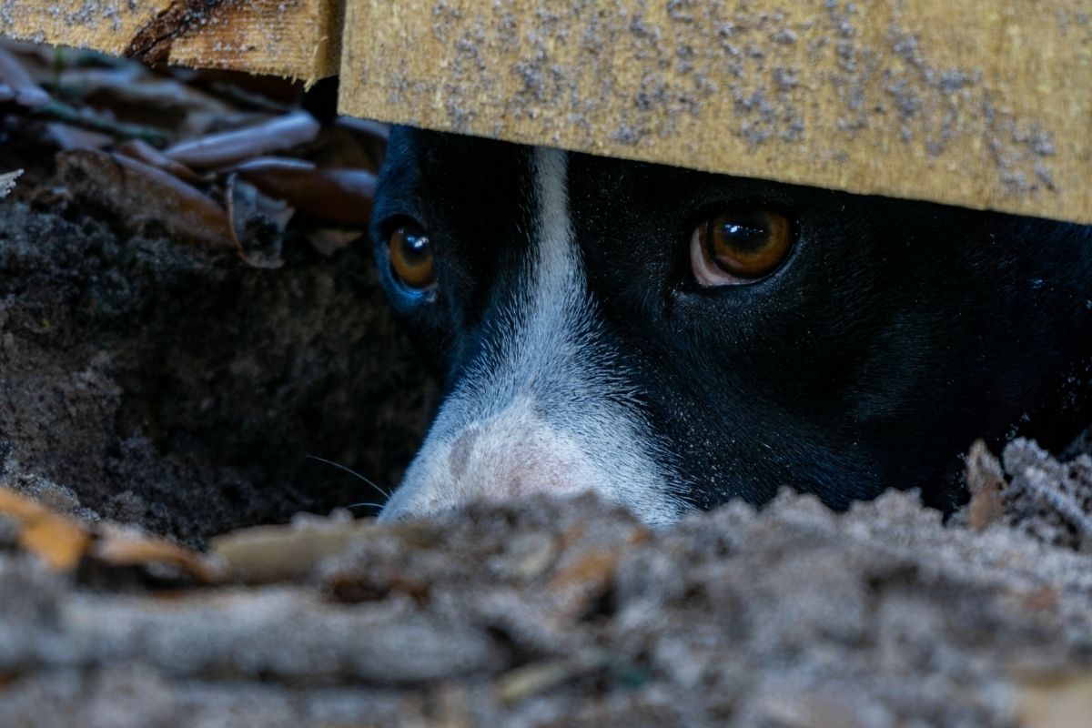 Dog digging under a fence