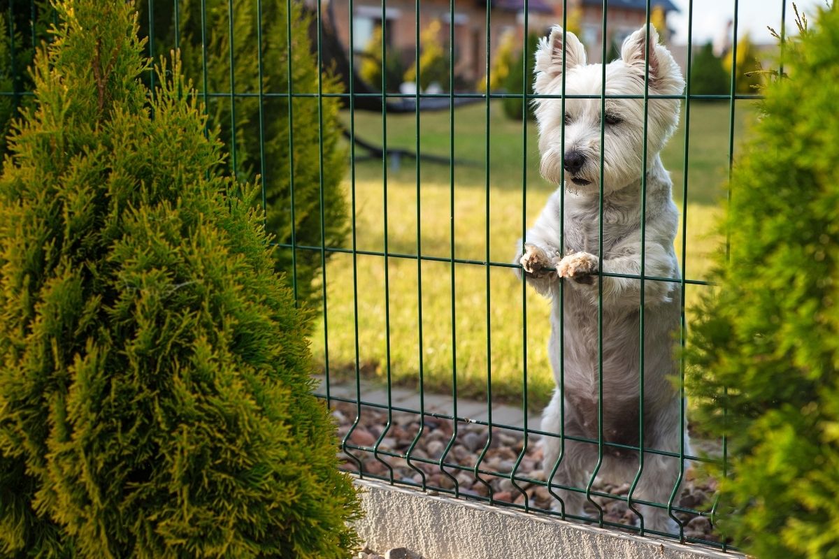 Dog behind a sturdy fence
